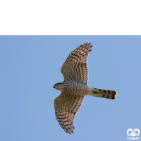 گونه قرقی Eurasian Sparrowhawk